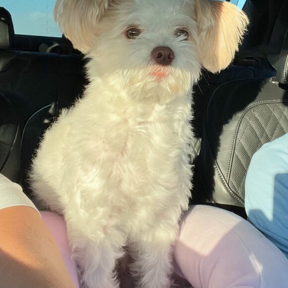 Mimi's Posh Corner is LIVE!!!   Come join and have some fun. - Picture 13 of 15